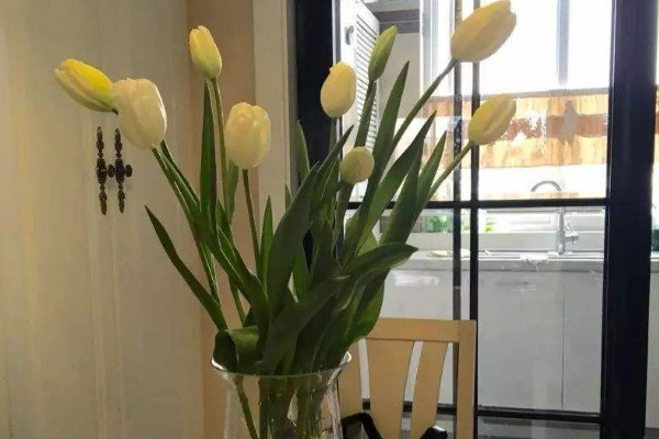 郁金香如何水養,種球清洗消毒后才可栽植
