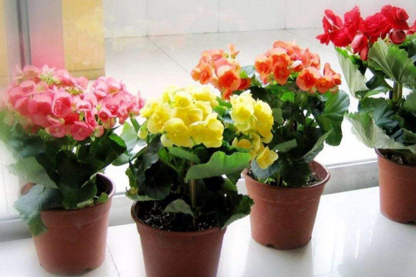 麗格海棠花期多久,在每年冬、春兩季開花