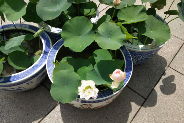 碗蓮的種法和注意事項(xiàng),日均光照時(shí)長(zhǎng)不得小于4小時(shí)