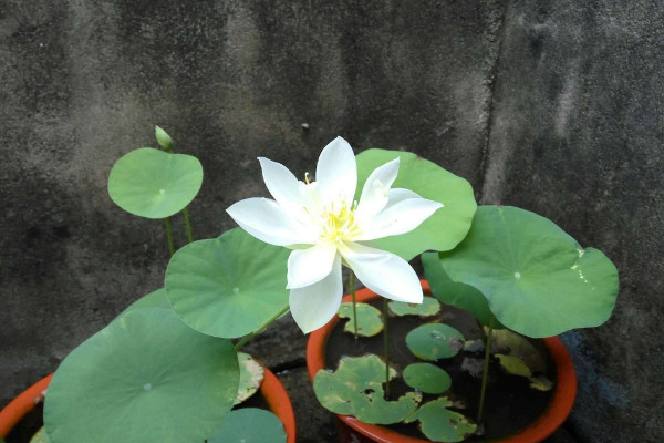 碗蓮的種法和注意事項(xiàng),日均光照時(shí)長(zhǎng)不得小于4小時(shí)