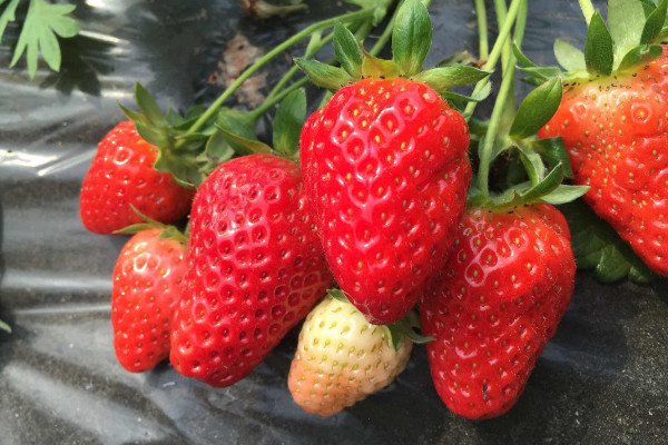 草莓種子種植方法,先浸泡催芽再上盆栽植