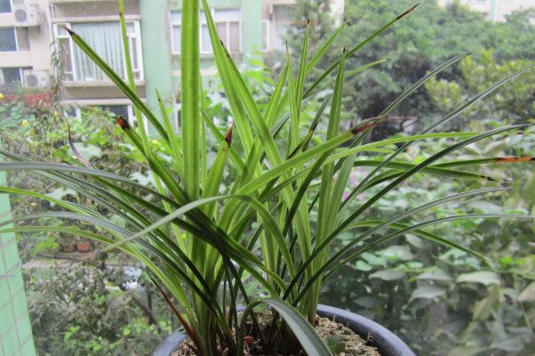 蘭花有黑點是什么病