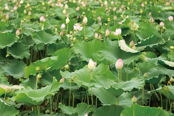 蓮子的種植方法和時(shí)間