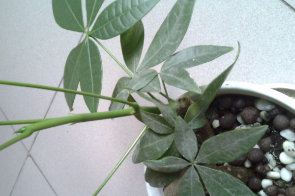 發(fā)財(cái)樹打芽方法,在芽苗10厘米時(shí)就可進(jìn)行操作