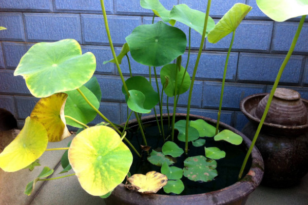 水培荷花的養殖方法,選擇干凈水質并勤換水