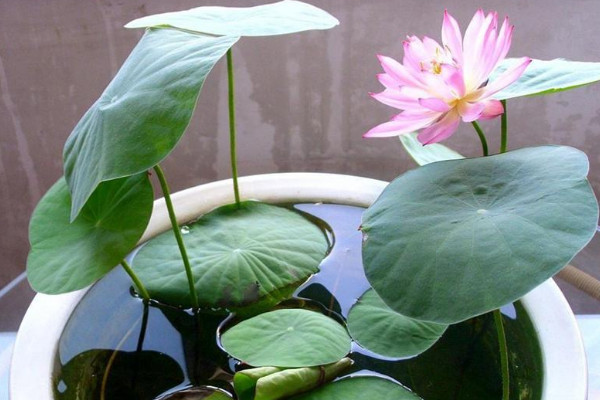 水培荷花的養殖方法,選擇干凈水質并勤換水
