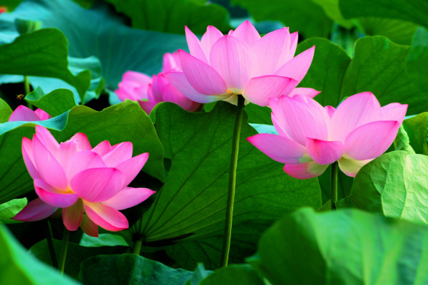 荷花什么時候開,夏季6~9月綻放