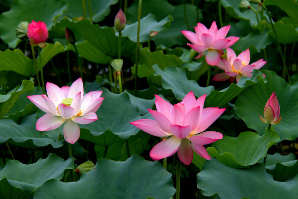 荷花什么時候開,夏季6~9月綻放