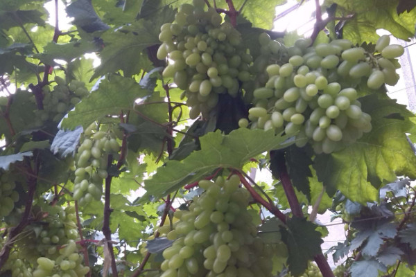 葡萄苗什么時候種植好,建議在秋季就播種