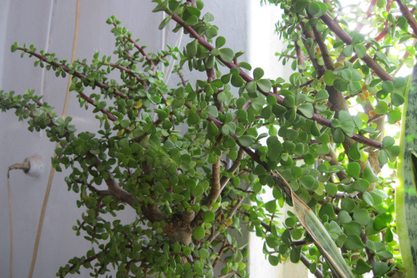 馬齒莧樹怎么修剪,春秋兩季修剪最為合適