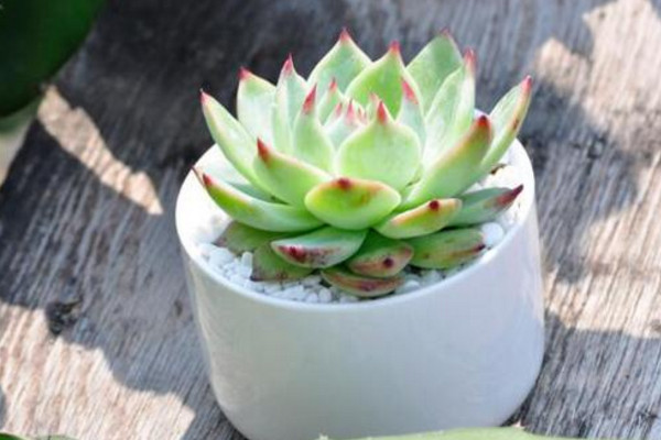 怎么養多肉植物長得快,保證光照充足是關鍵