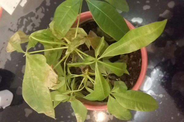 發財樹葉子尖干枯,缺水不通風/遭受強光和病害等