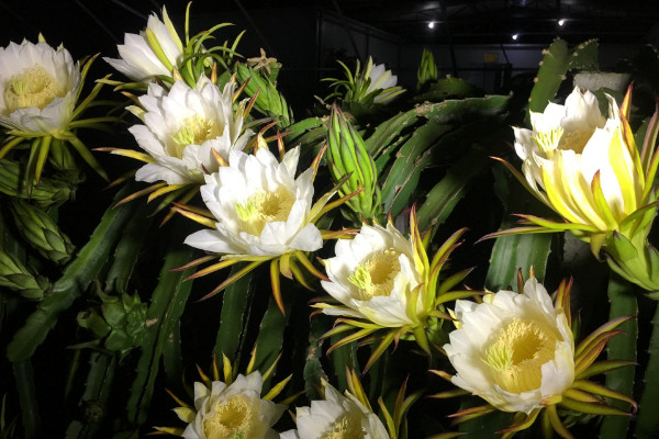 霸王花是火龍果的花嗎,答案是否定的