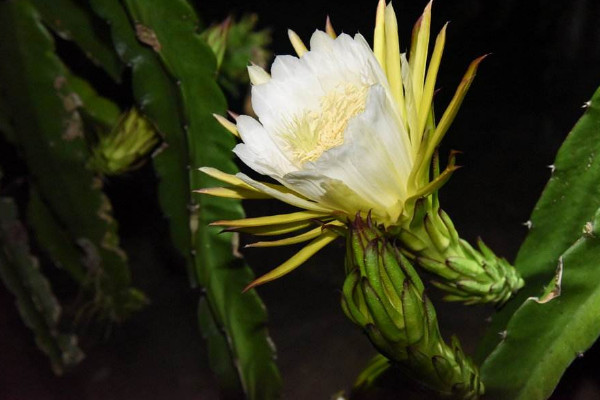 霸王花是火龍果的花嗎,答案是否定的