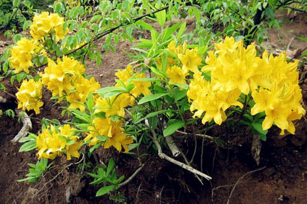 羊躑躅怎么養(yǎng),使用微酸性土壤進(jìn)行養(yǎng)護(hù)