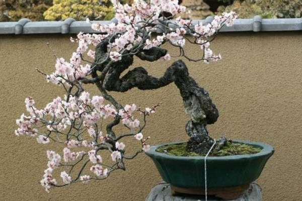 盆栽梅花怎樣進(jìn)行澆水施肥,春秋季每星期澆水2~3次