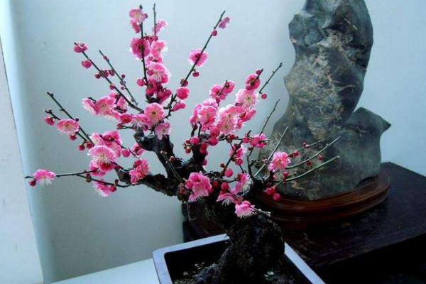 盆栽梅花怎樣進(jìn)行澆水施肥,春秋季每星期澆水2~3次