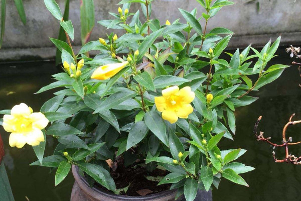 法國香水花怎么養