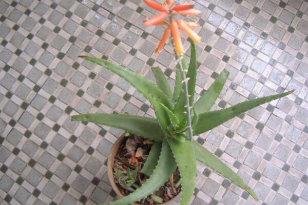 蘆薈開花嗎