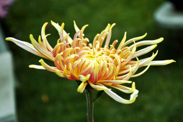 菊花怎么養(yǎng)