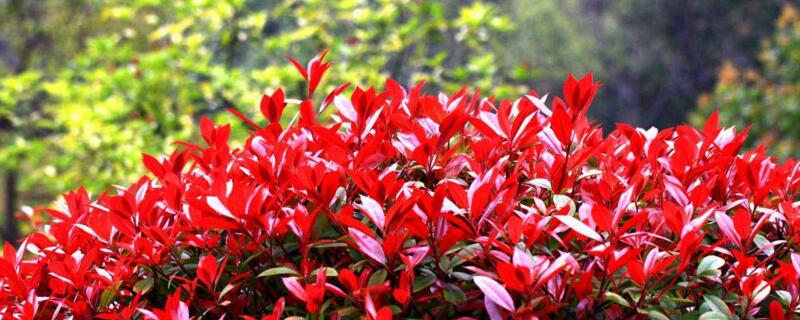 紅葉石楠開花嗎