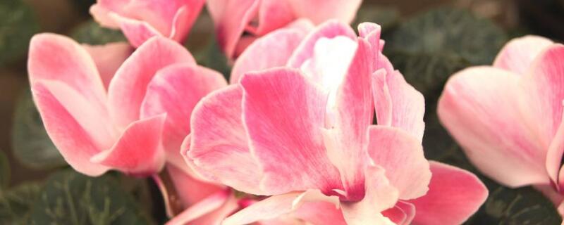 仙客來(lái)花語(yǔ)和寓意
