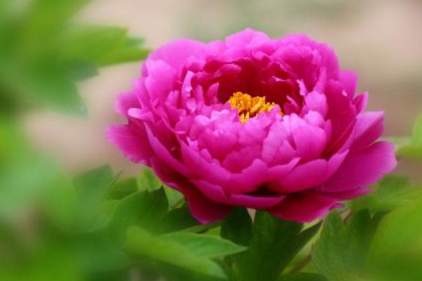 芍藥和牡丹的區別
