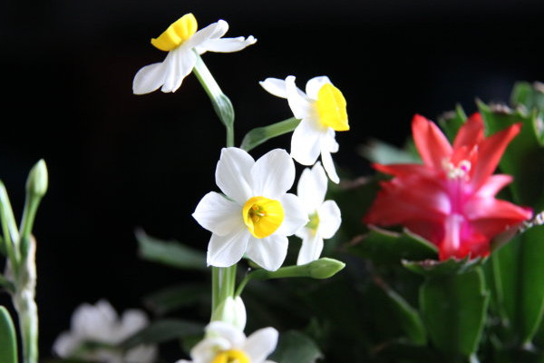 水仙花開敗后怎么處理
