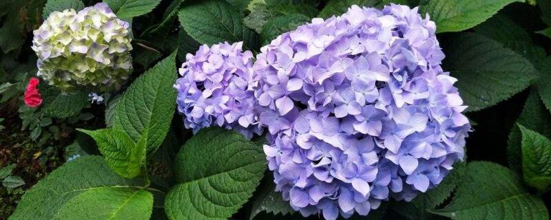 繡球花怎么在花瓶里養(yǎng)