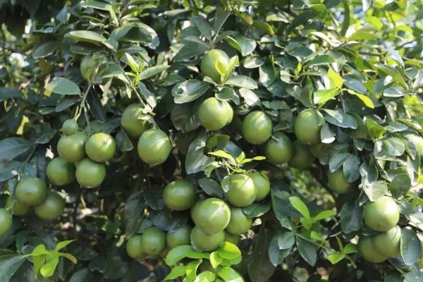 用檸檬籽種幾年能結(jié)果