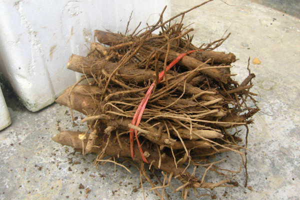 芍藥根塊帶芽種植方法