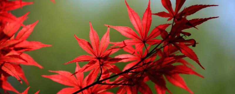 紅楓葉子什么時(shí)候紅