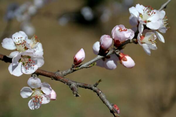 梨樹開花期間如何防凍傷