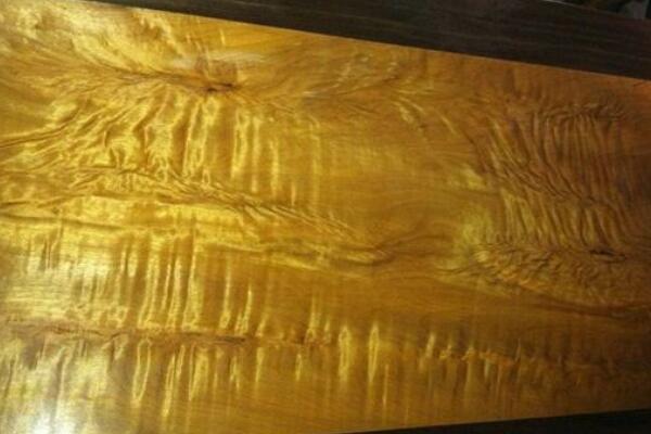 金絲楠木樹怎么認