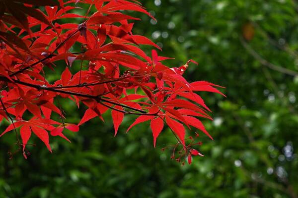 紅楓開花是怎么回事