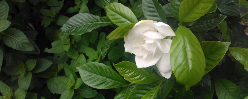 梔子花擺放禁忌