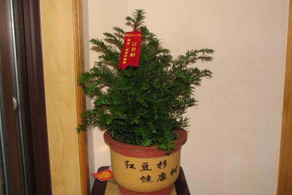 栽紅豆杉用什么盆