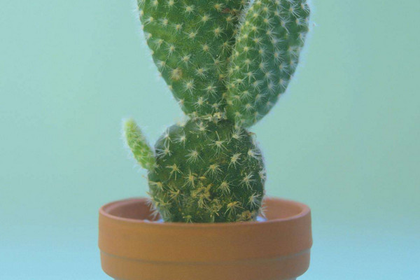 家里養什么花好