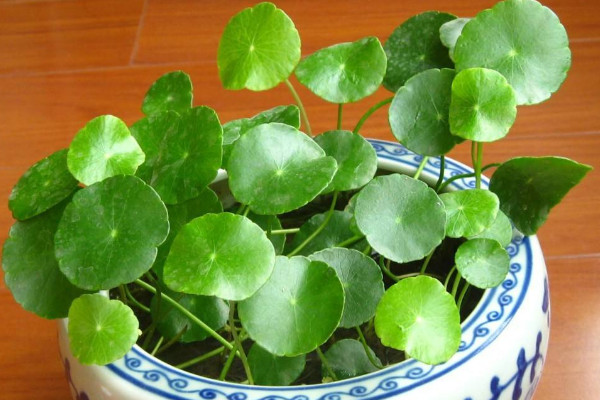 金錢草葉子變黃的原因
