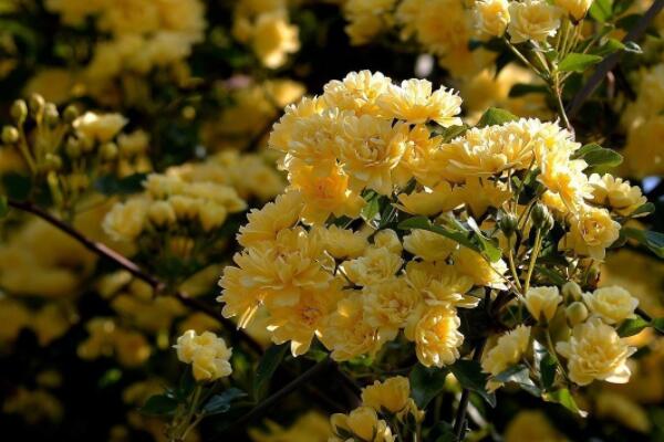 木香花花語