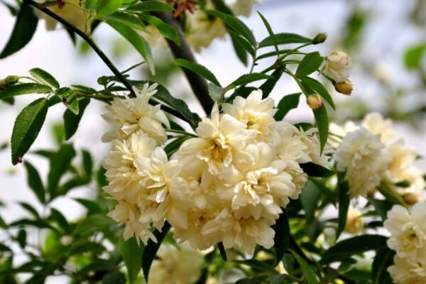 木香種植技術(shù)