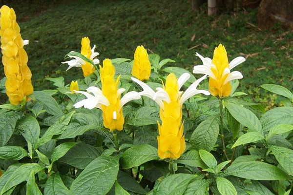 黃金塔不開花咋回事