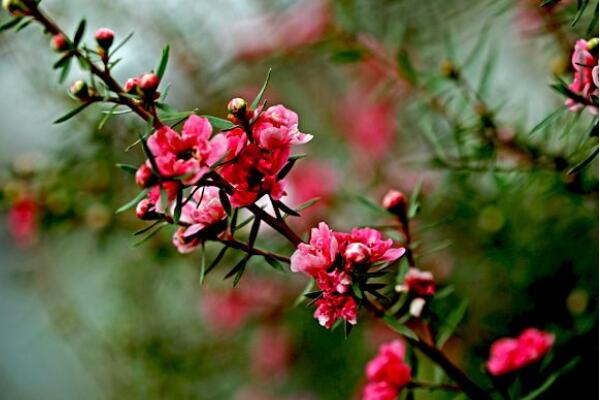 松紅梅是四季開花的嗎