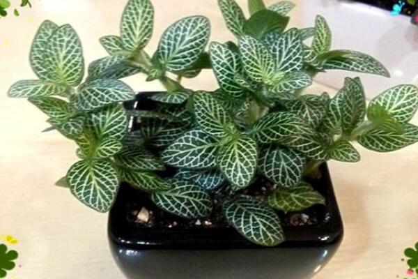 網紋草葉片變軟