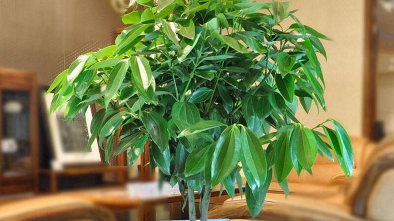 平安樹葉子發(fā)黃