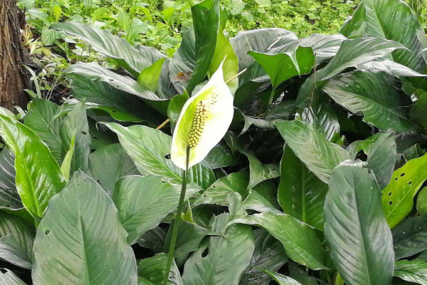 白鶴芋怎么澆水