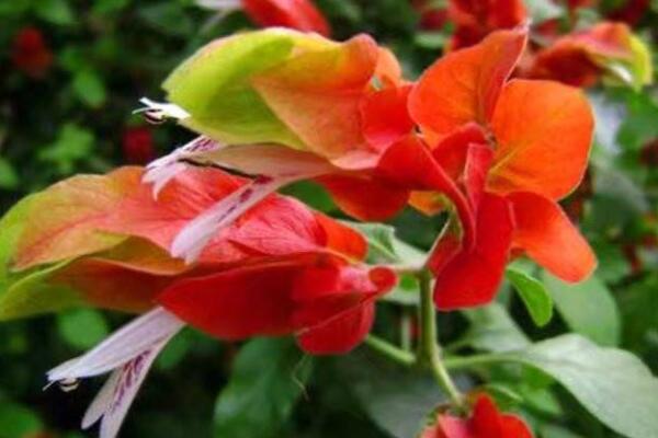 蝦衣花有毒嗎