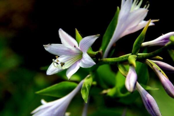 玉簪花幾月發(fā)芽
