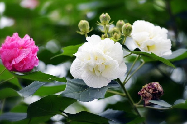 芙蓉花什么時候剪枝