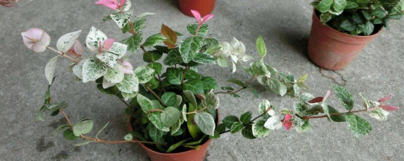花葉絡(luò)石葉子干硬